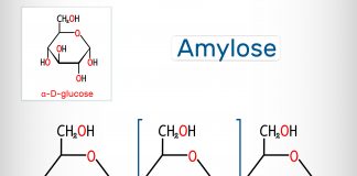 Amylose : echelle