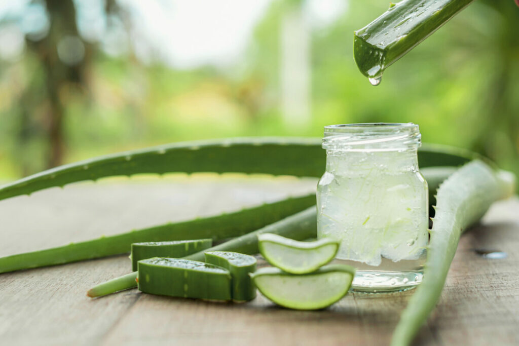 L'Aloe Vera : les multiples bienfaits de cette plante médicinale
