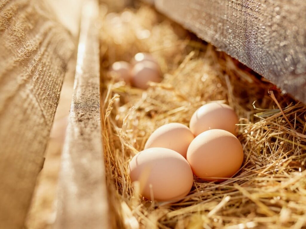 Erreurs à ne pas faire avec les œufs
