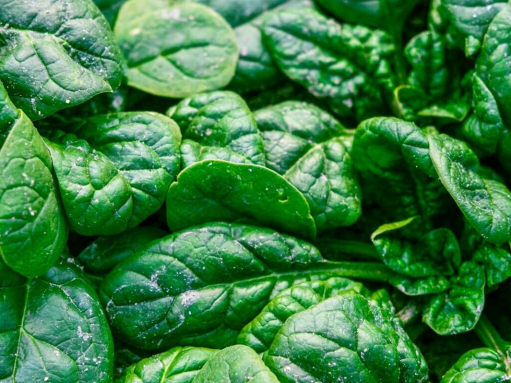 Bienfaits des épinards