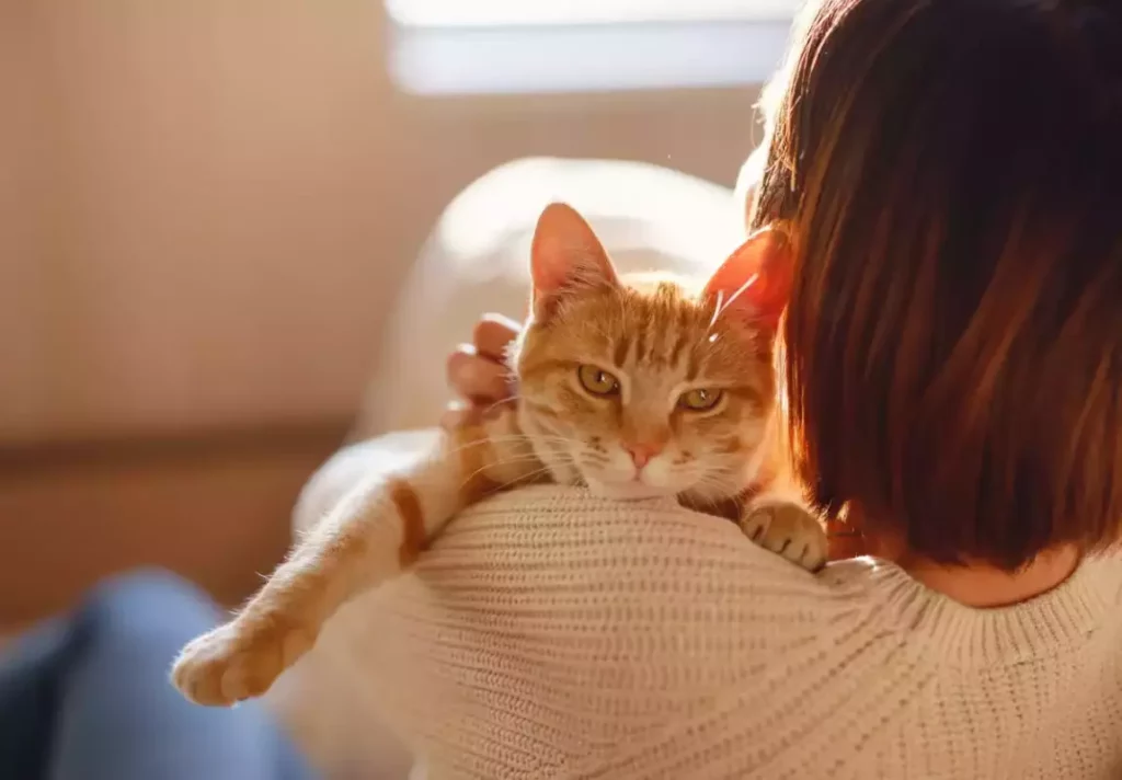 Allergique aux chats ? Un nouveau vaccin à l’étude