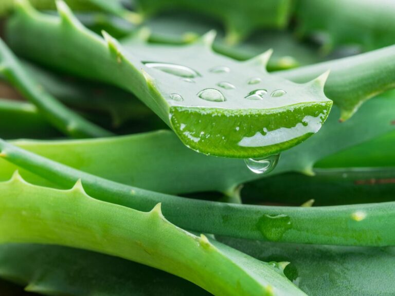 Aloe vera : les dangers de cette plante aux multiples bienfaits