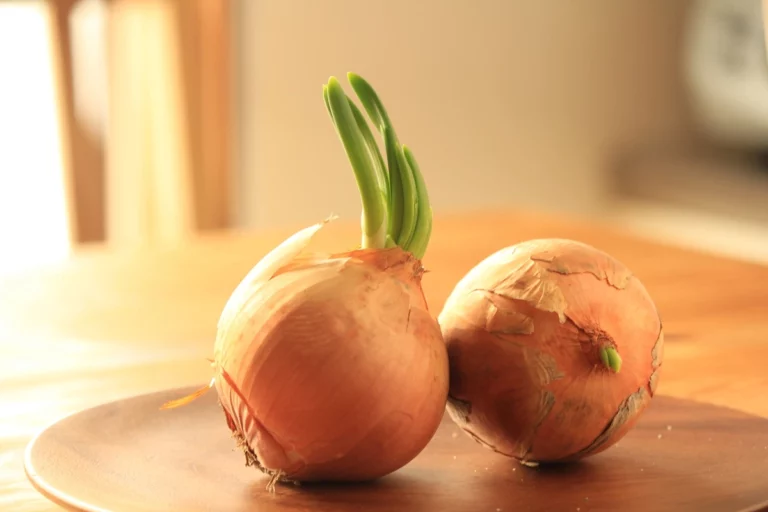 oignons germés