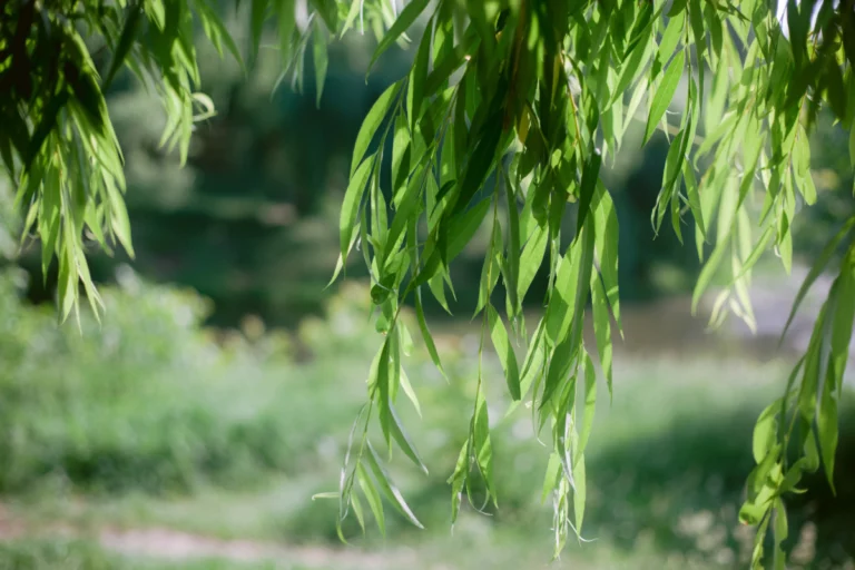 Quels sont les bienfaits santé et les contre-indications du saule blanc